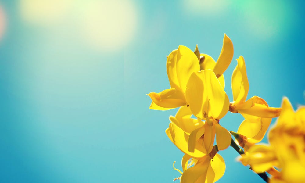 Comment protéger ses plantes de la chaleur en été ?