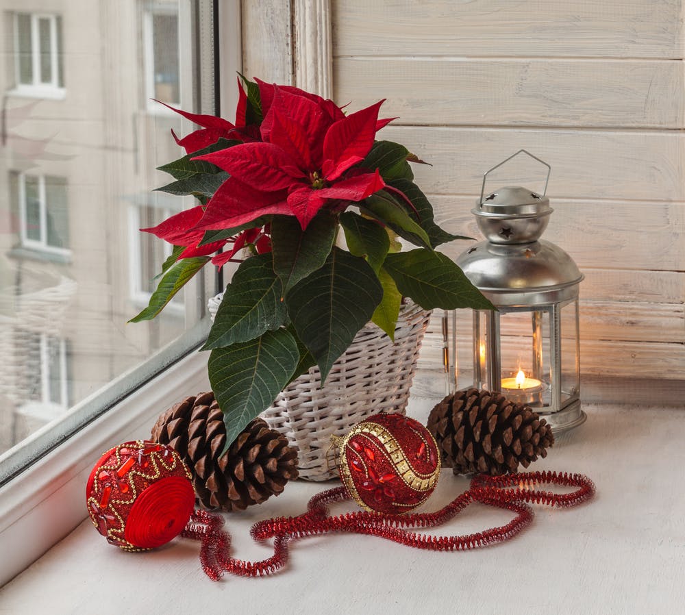 poinsettia décoration de Noël