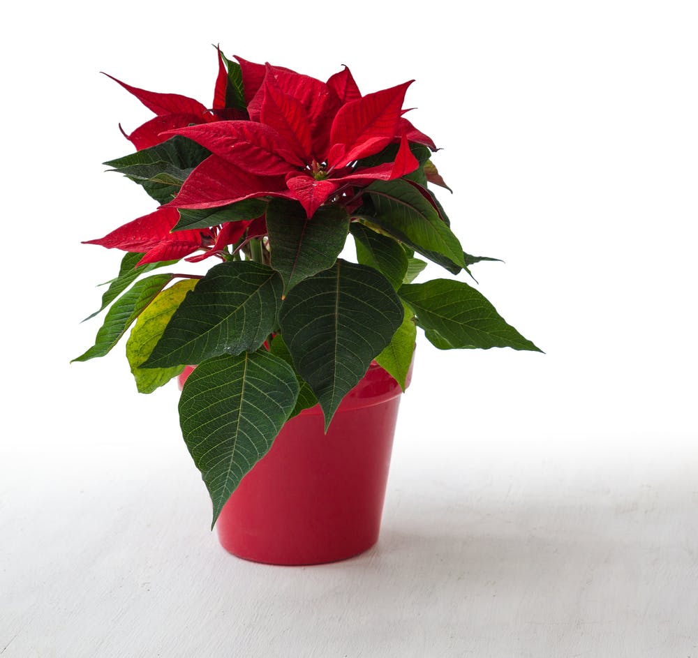 poinsettia