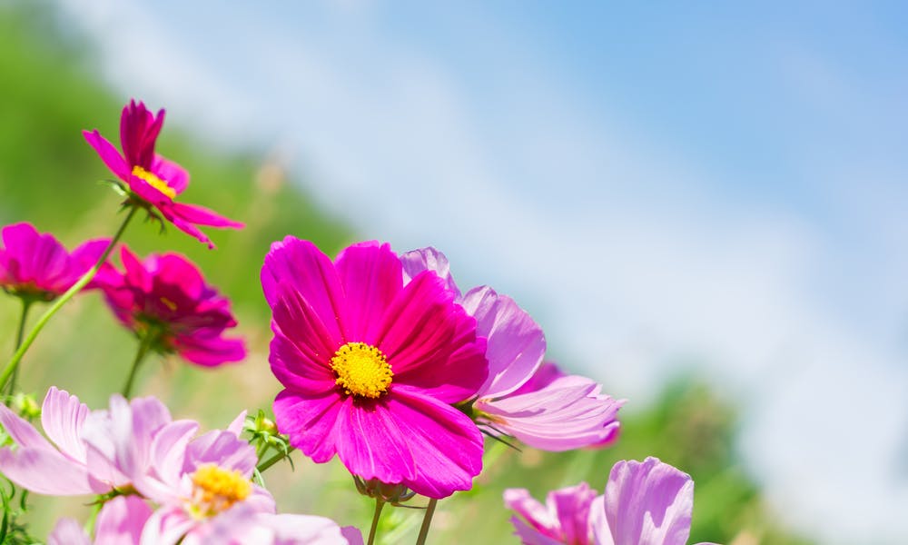 D’où viennent les couleurs des fleurs ?