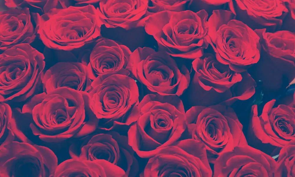 Les Plus Belles Roses Rouges Les Plus Belles Roses Du Monde Les Plus Belles Roses Rouges à Planter