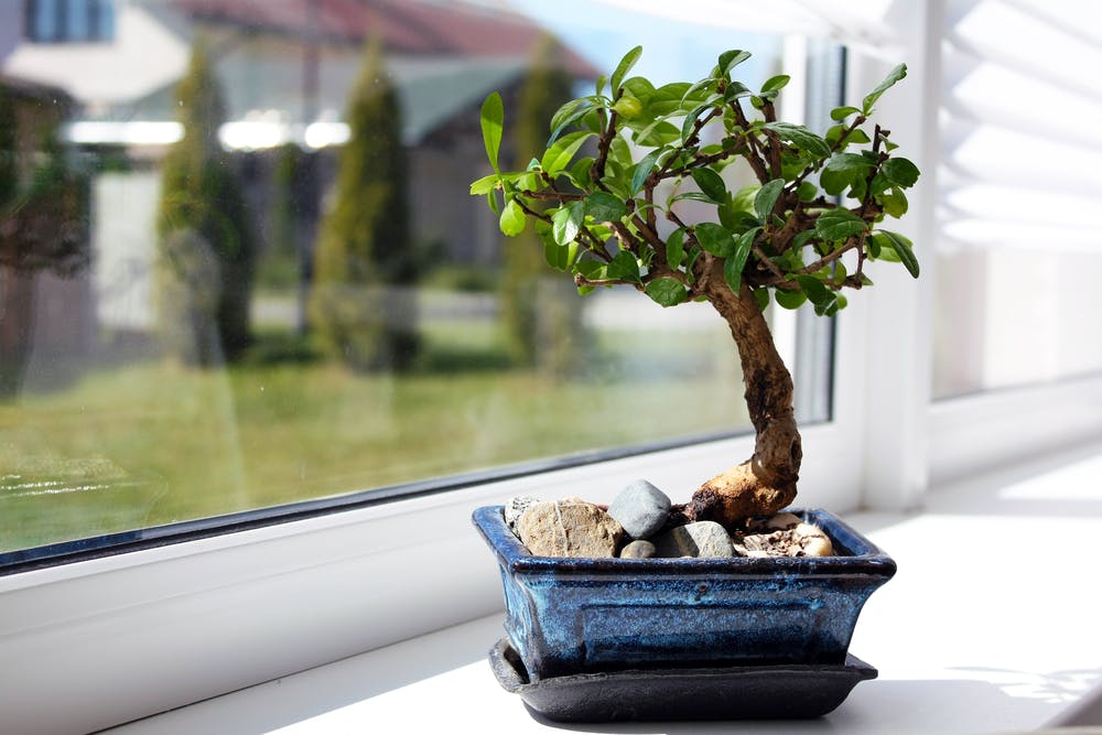 bonsai devant la fenetre