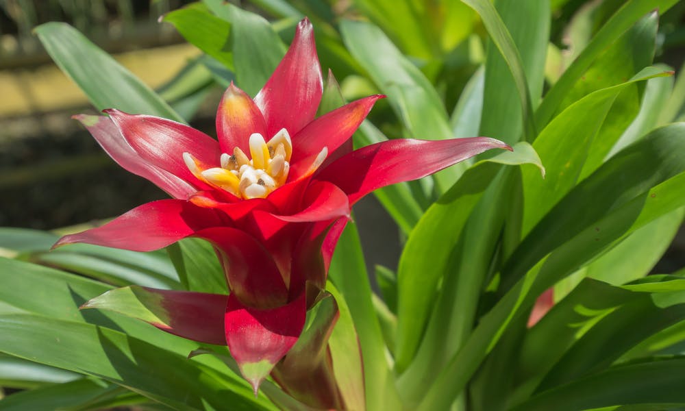 Présentation et conseils d’entretien du bromelia