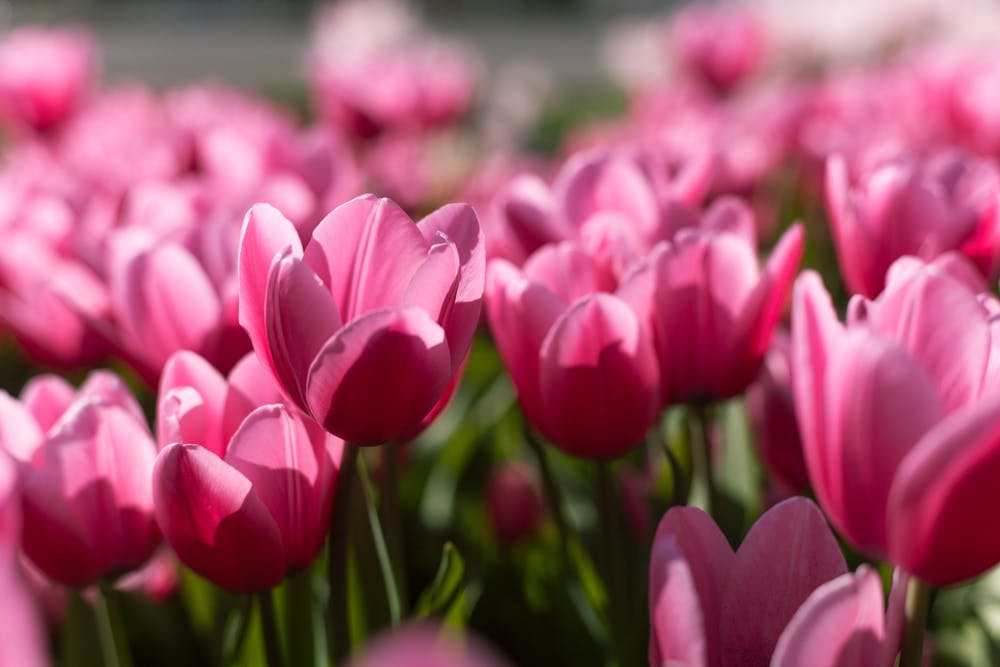 champ de tulipes roses