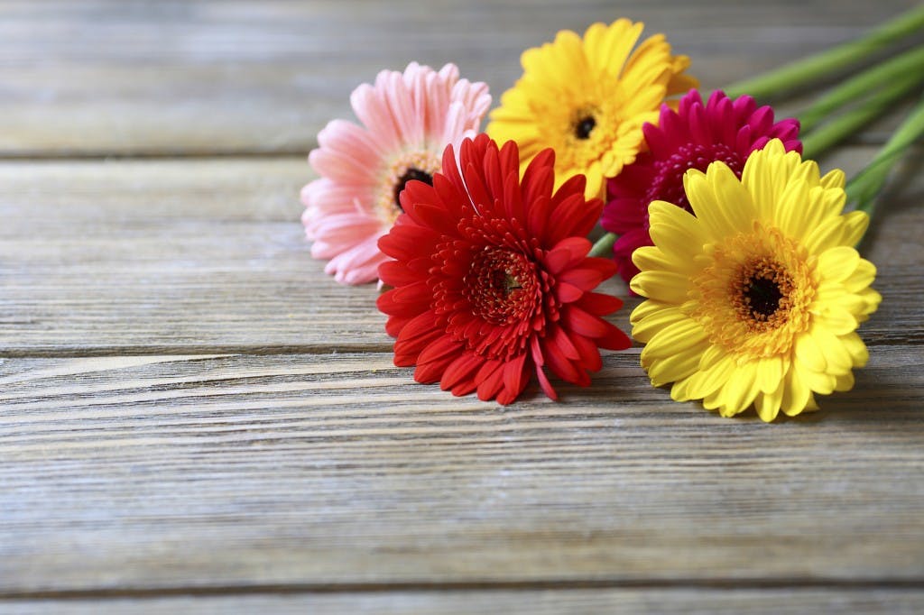 gerberas colorés