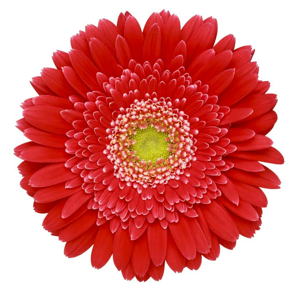 Red gerbera daisy isolated on white background.