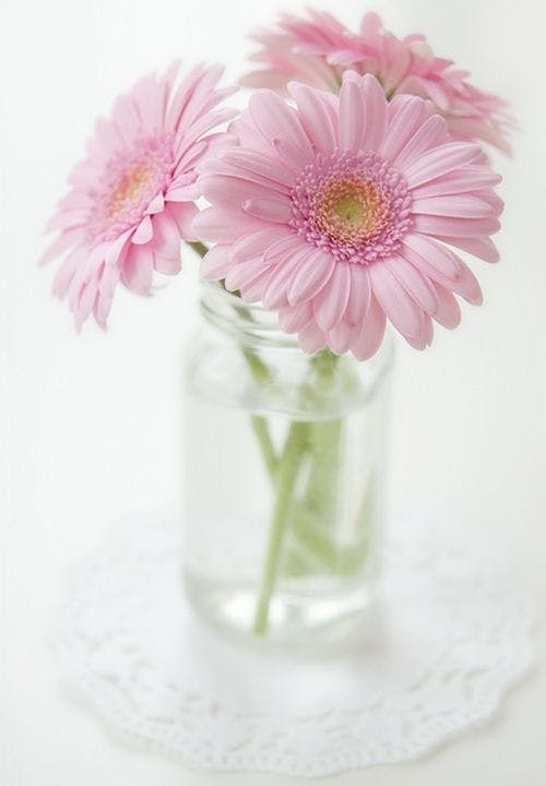 gerberas roses dans un vase