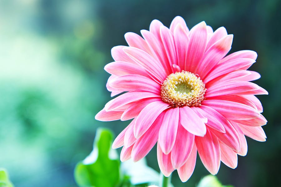 La fleur du mois : le gerbera