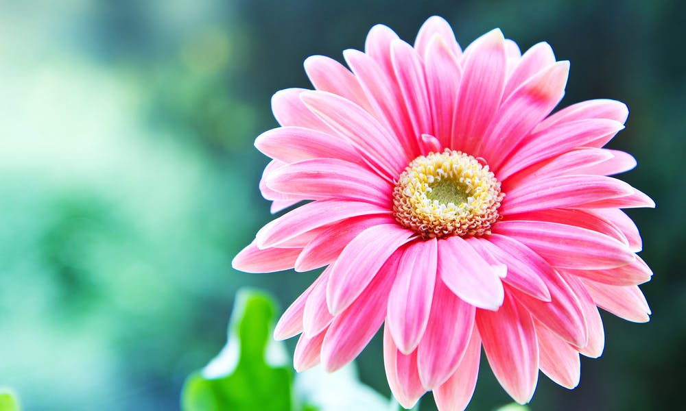 La fleur du mois : le gerbera