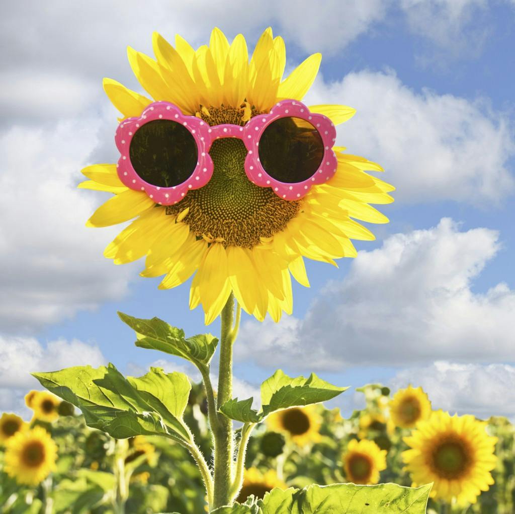 tournesols en ete comment en prendre soin