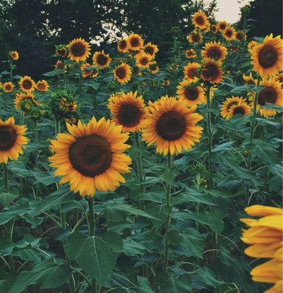 champ de tournesols