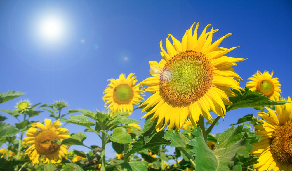 Conseils d’entretien pour vos tournesols