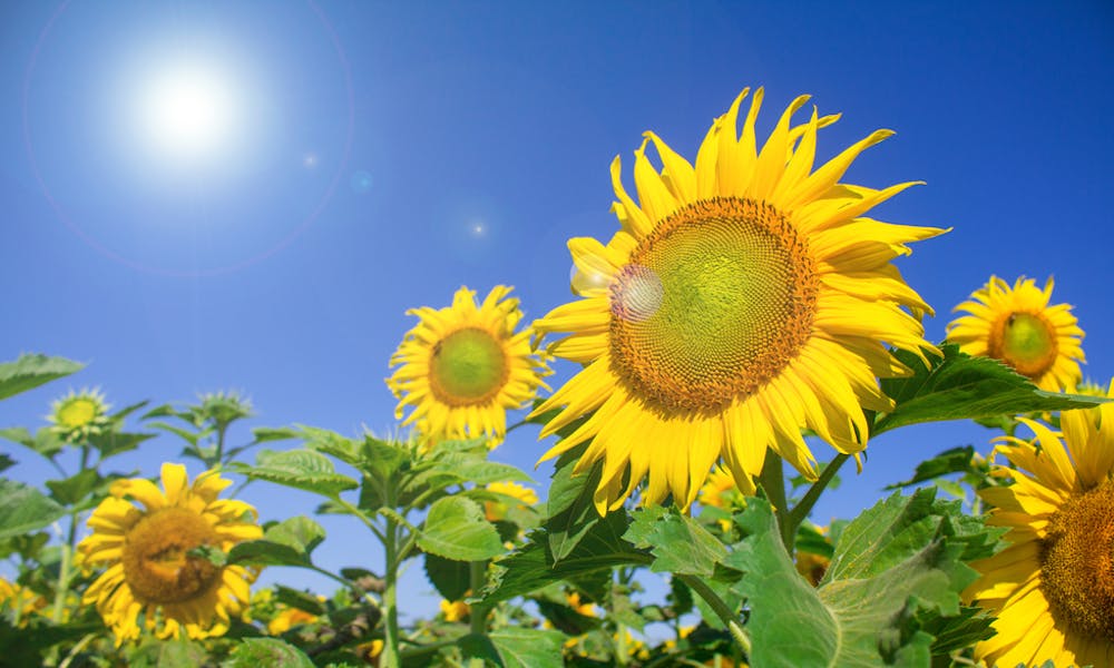 Conseils d’entretien pour vos tournesols