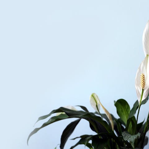 Cultivar y cuidar las plantas de lirio de la paz (Spathiphyllum)