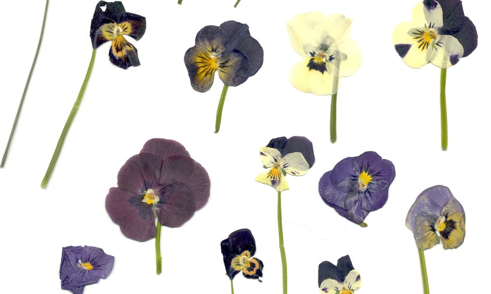 Todo lo que querías saber sobre las flores comestibles