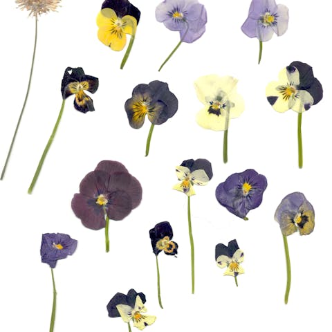 Todo lo que querías saber sobre las flores comestibles