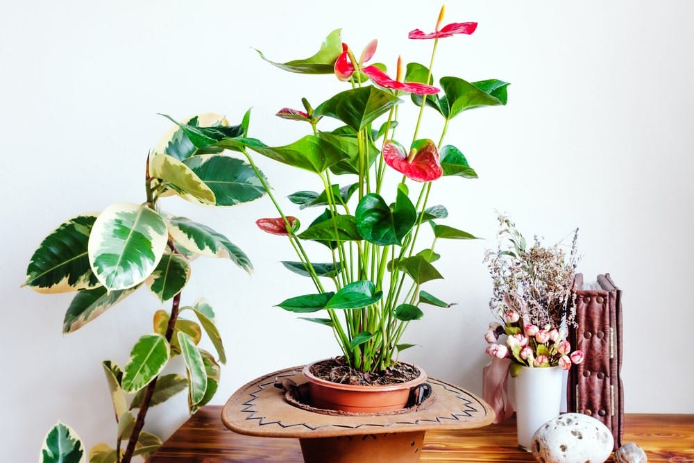 indoor plants