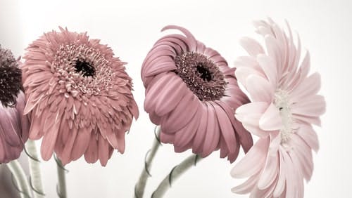 wilting dull gerberas