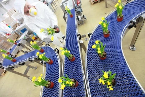 Narcissus on an assembly line