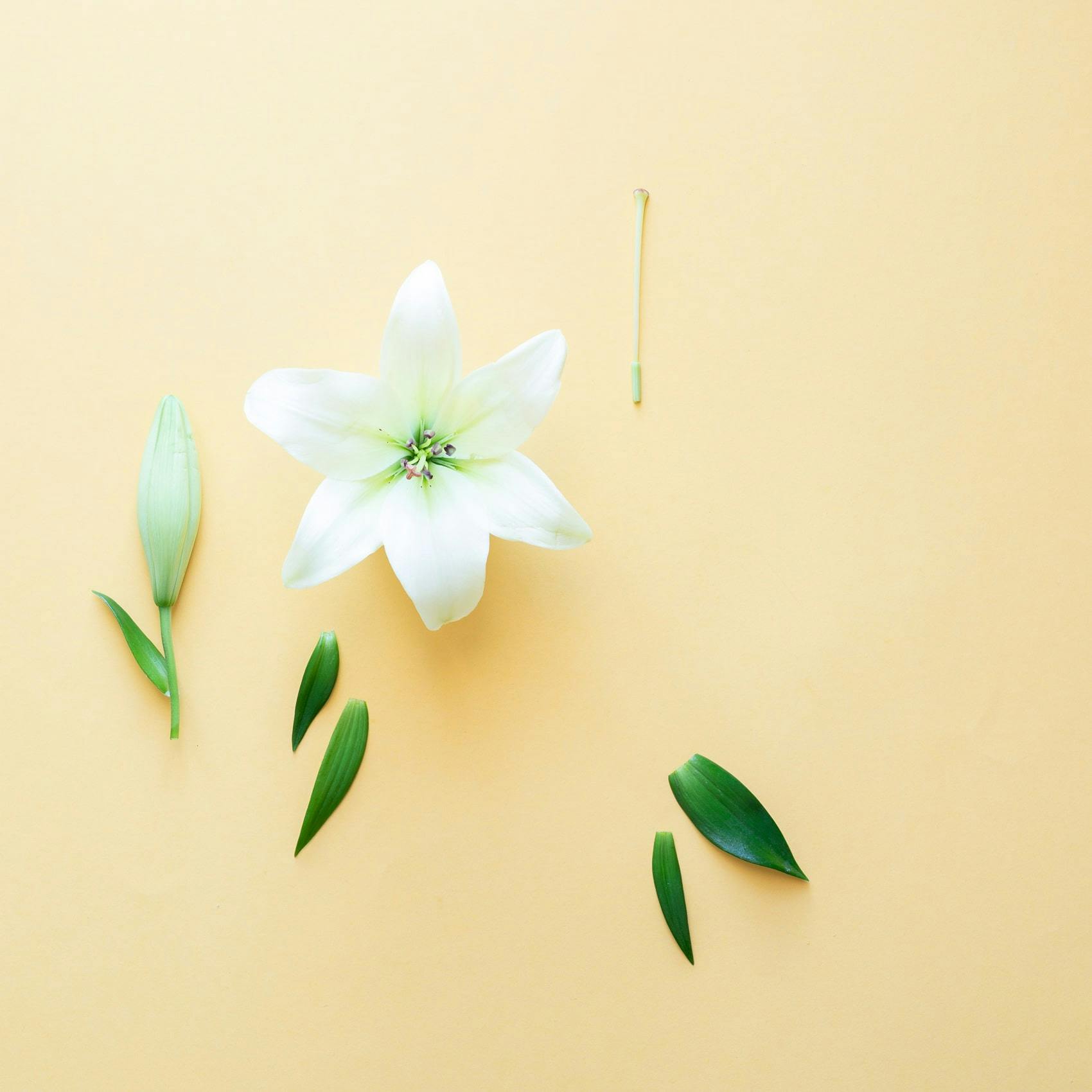 pistel and leaves of a lily