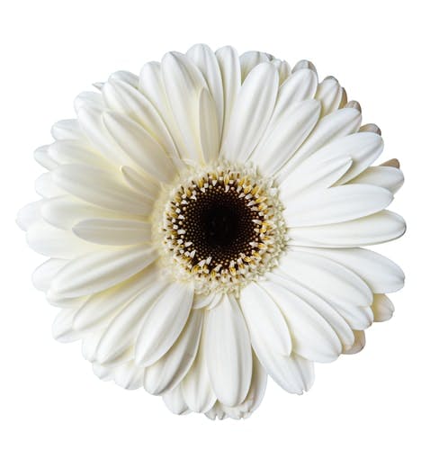 white gerberas