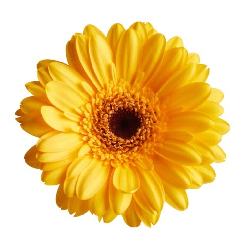 yellow gerbera