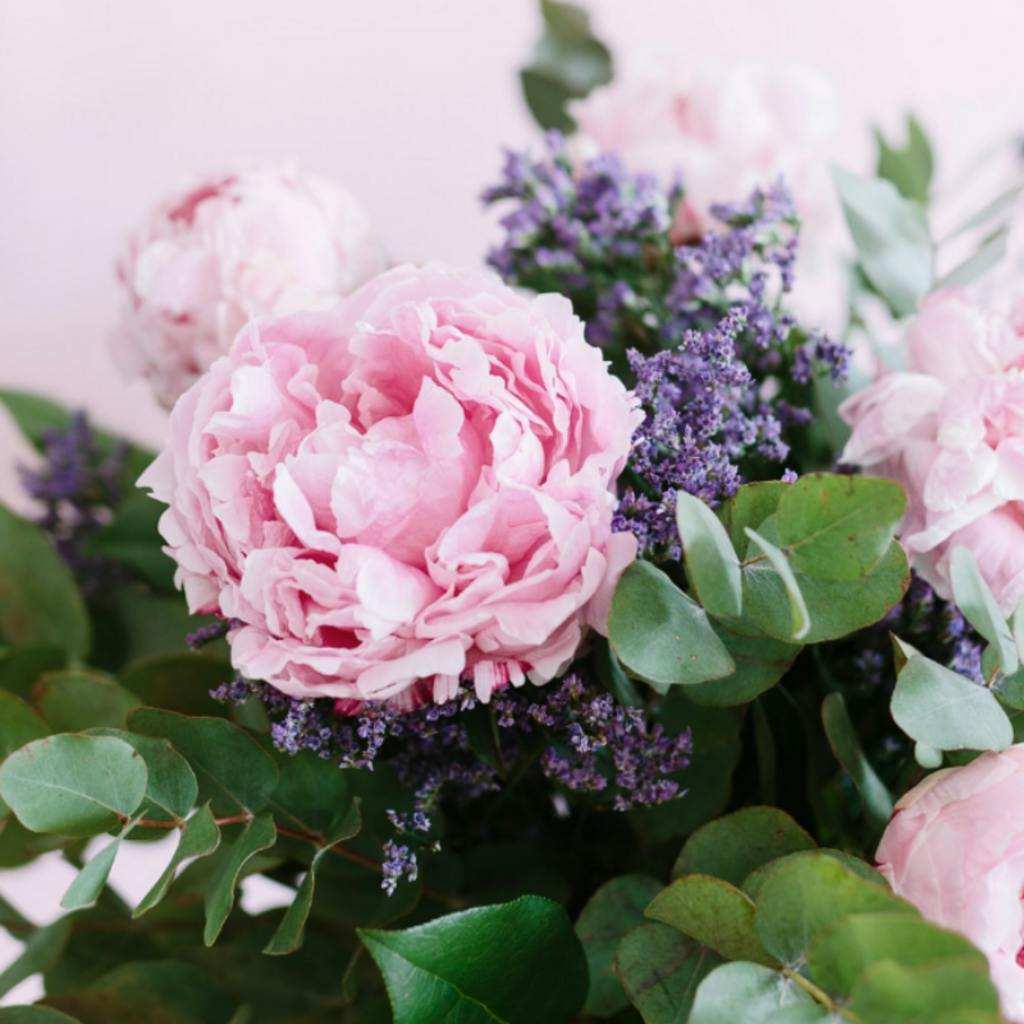 pink peonies closeup