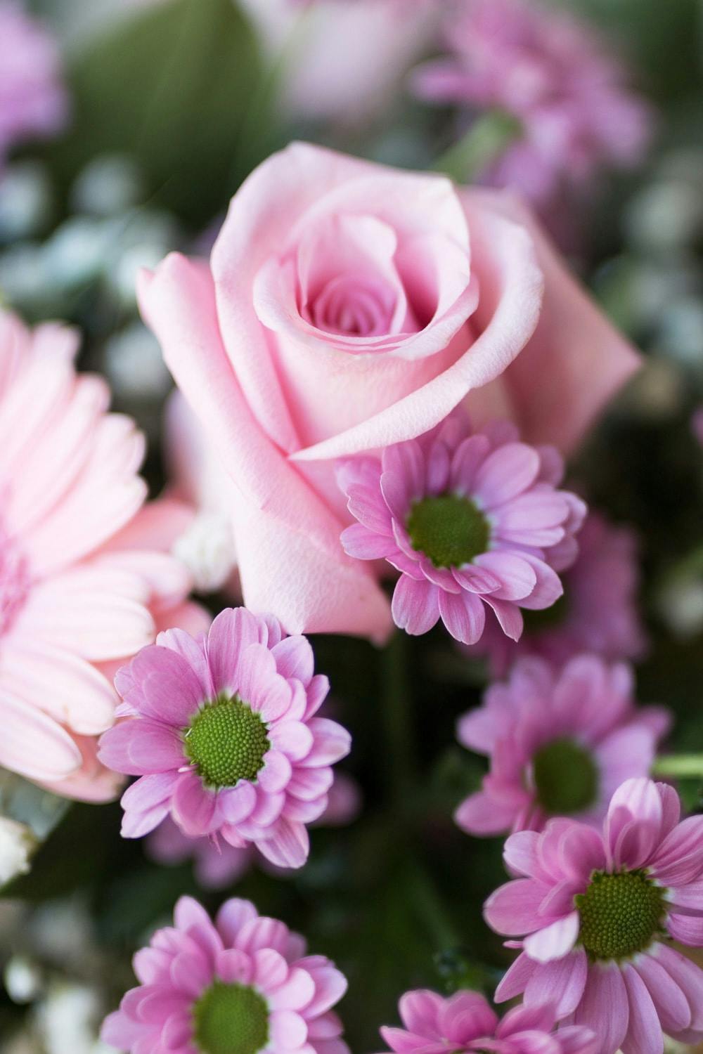 Pink rose closeup