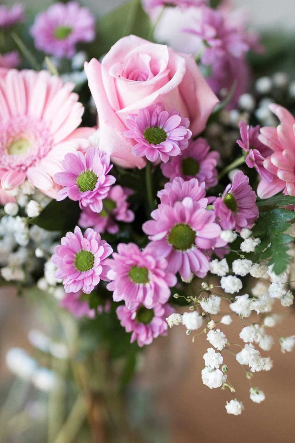 Pink chrysanthemums