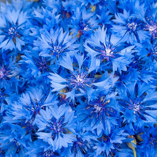 Bright blue cornflowers