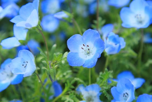 Field of blue flowers