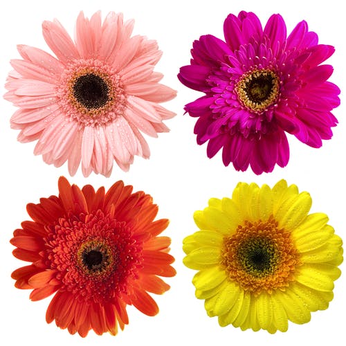 Mixed Gerberas