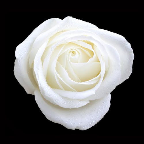 White rose black background