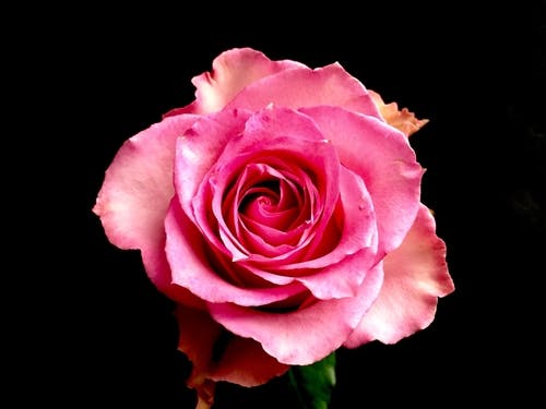 Pink rose black background