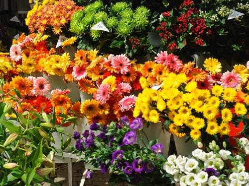 Bouquets for sale in florist shop