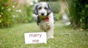 Dog marriage proposal