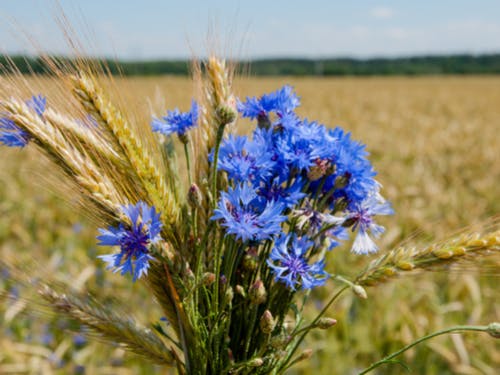 send flowers to germany cornflower