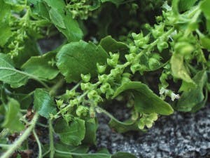 aphrodisiac flowers basil