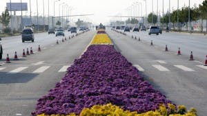 world record largest flower carpet