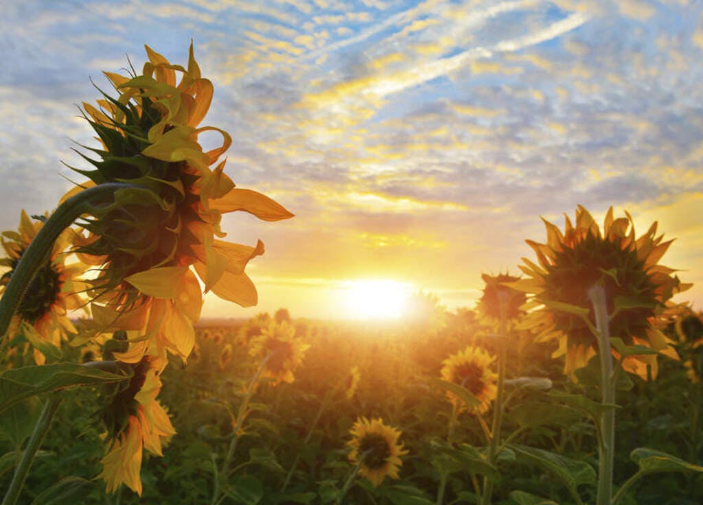 Sunflowers