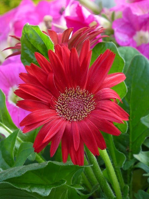 Gerbera