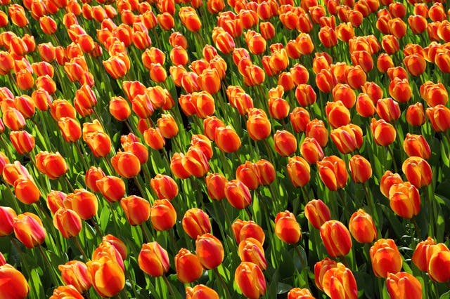 Tulips