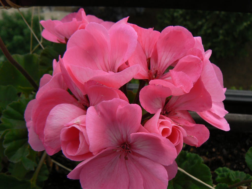 Geraniums