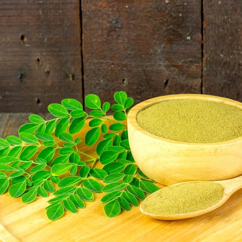 Cultivo y cuidado de plantas de moringa: una guía completa para cultivar y nutrir este superalimento nutritivo