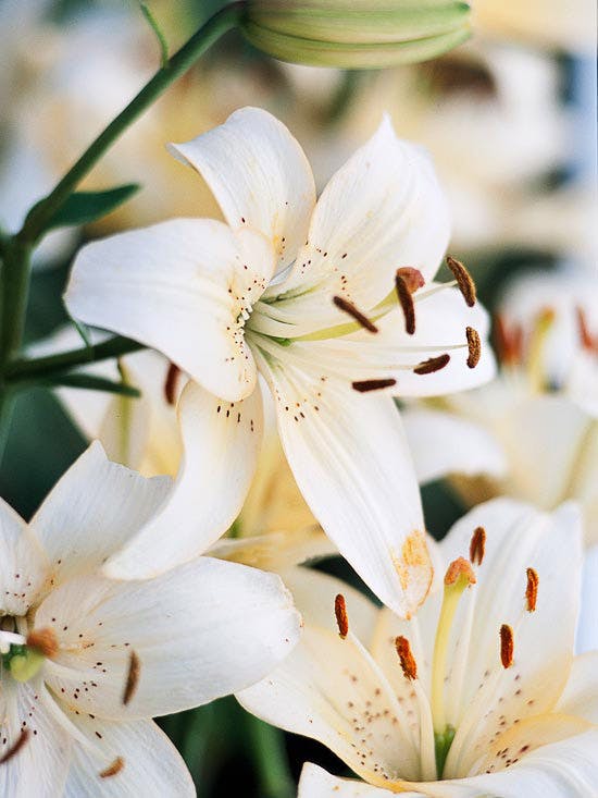 White Lily