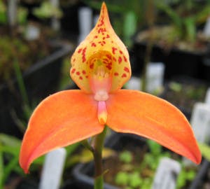 Disa Orchid, South Africa