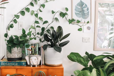 Las mejores plantas de interior para cada habitación de tu hogar