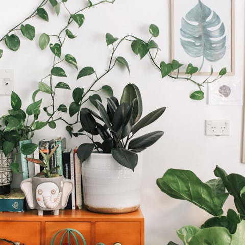 Las mejores plantas de interior para cada habitación de tu hogar