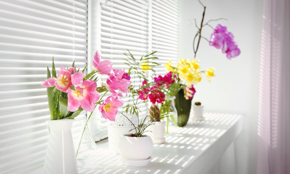 Flores a Domicilio – ¿Cuál es Mi Mejor Opción?