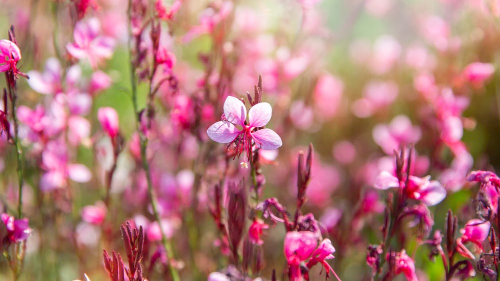 Flores Bonitas Para Detalles Únicos